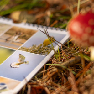 Wildlife Kalender 2027 - Afbeelding 6