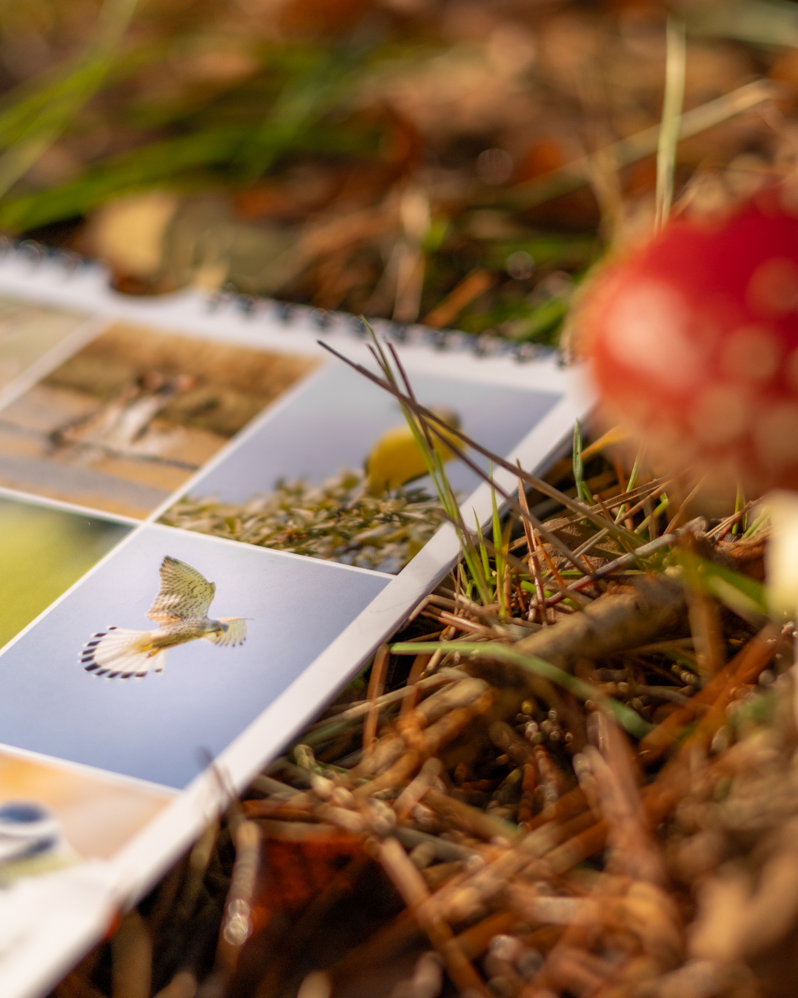 Wildlife Kalender 2027 - Afbeelding 6